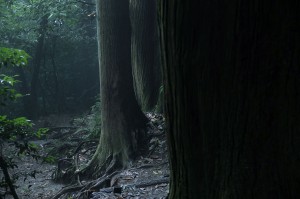 Autor | La Leyenda del Bosque que Nunca Existió